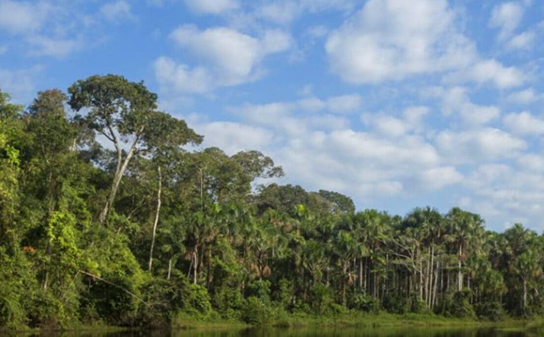 Forest Peru