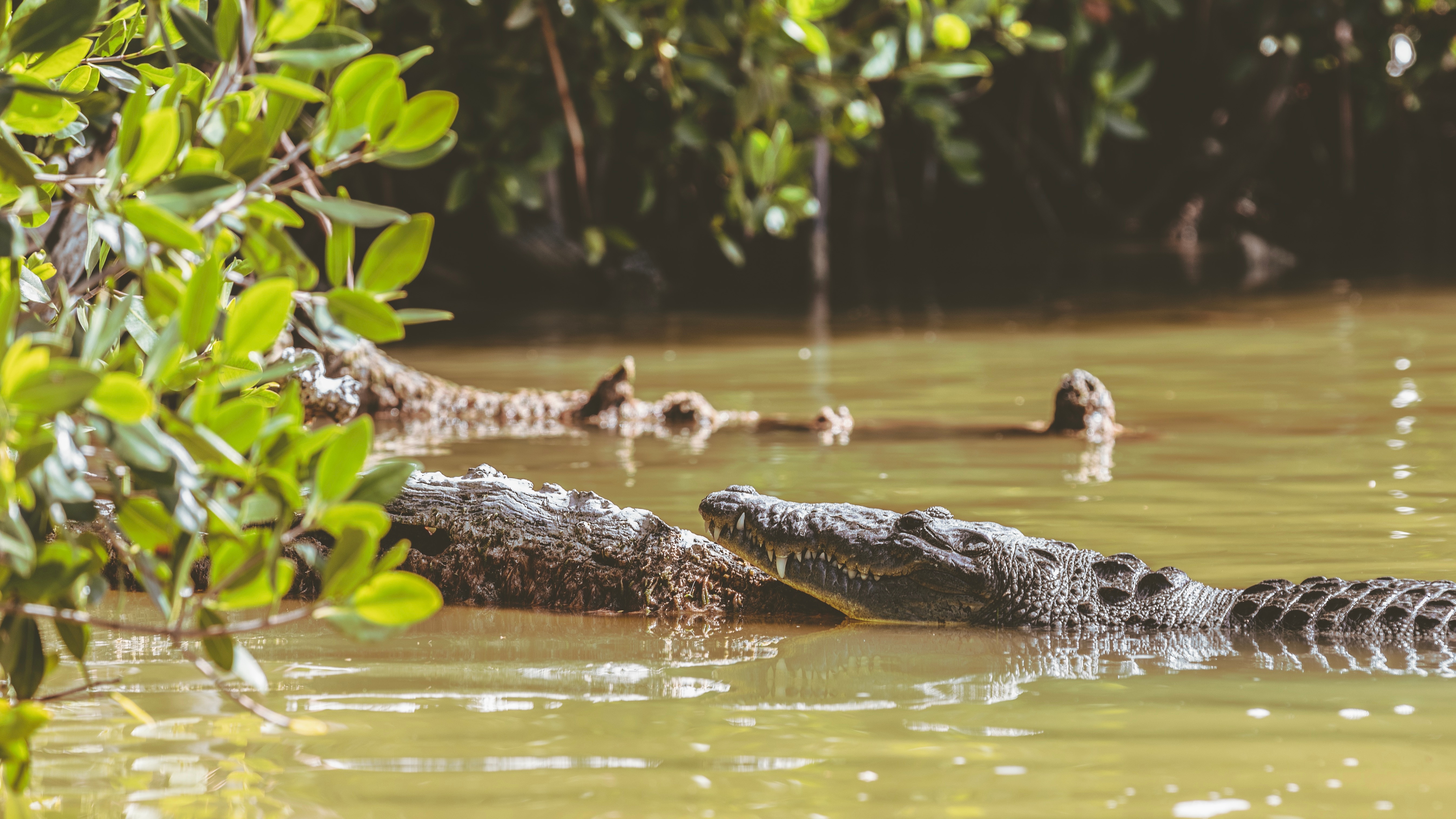 Crocodile in forest wetlands.