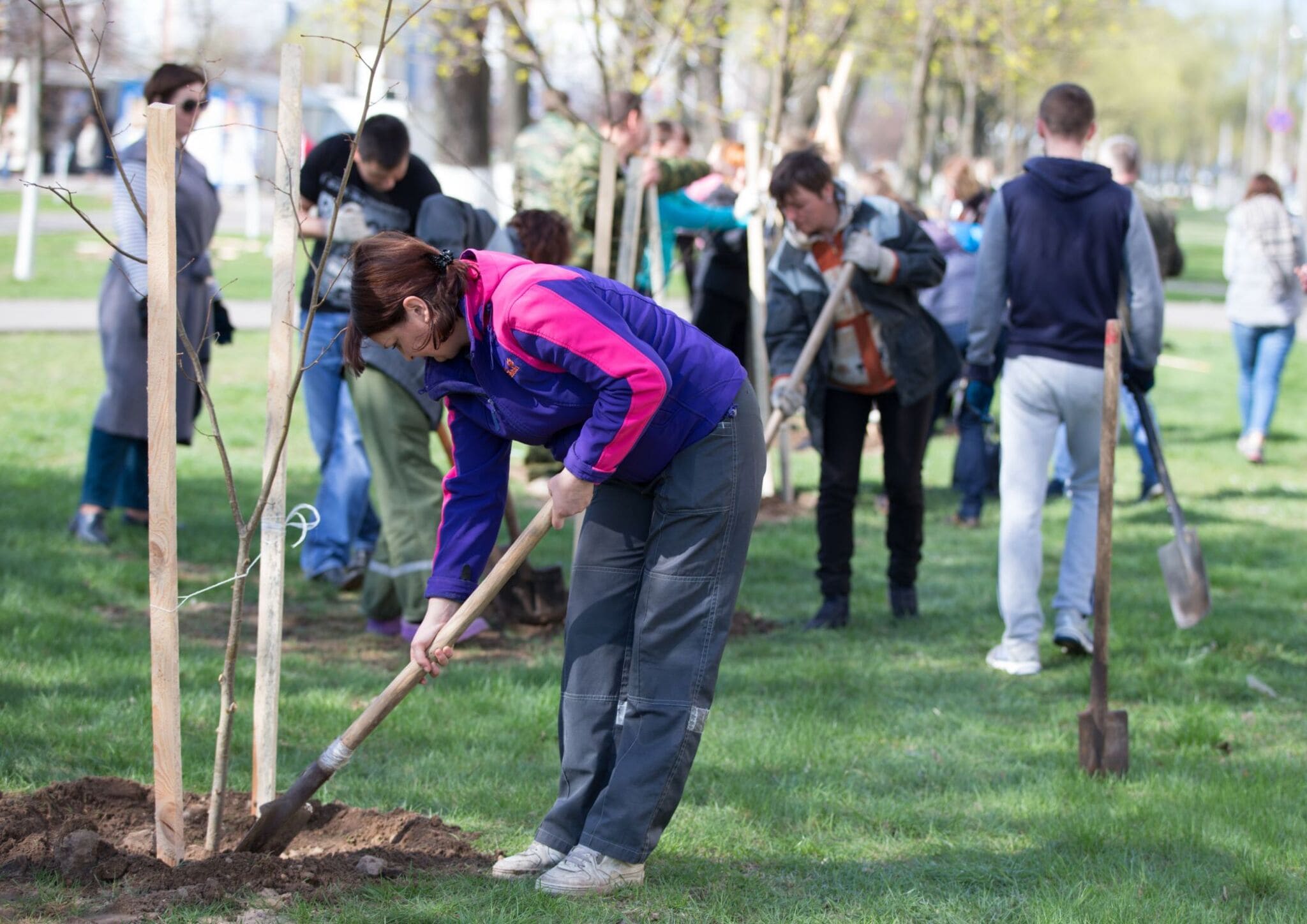 tree planting